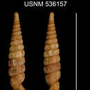 Imagem de Tetrentodon guanaboensis C. de la Torre & Bartsch 1972