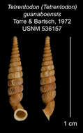 Image of Tetrentodon guanaboensis C. de la Torre & Bartsch 1972