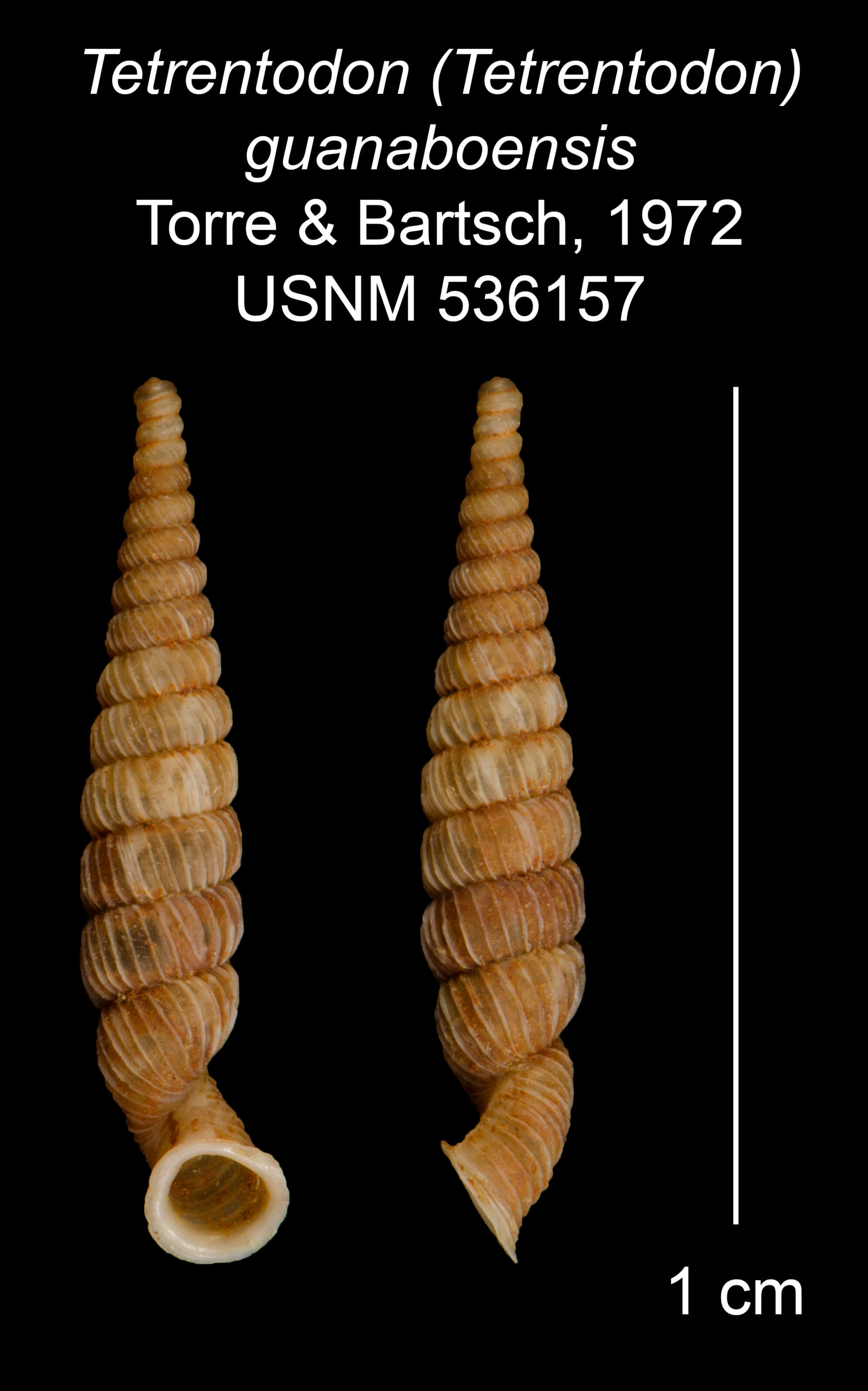 Imagem de Tetrentodon guanaboensis C. de la Torre & Bartsch 1972