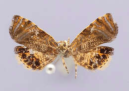 Image of Nexosa aureola Diakonoff 1977