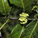 Imagem de Diplopterys pauciflora (G. F. W. Meyer) Nied.