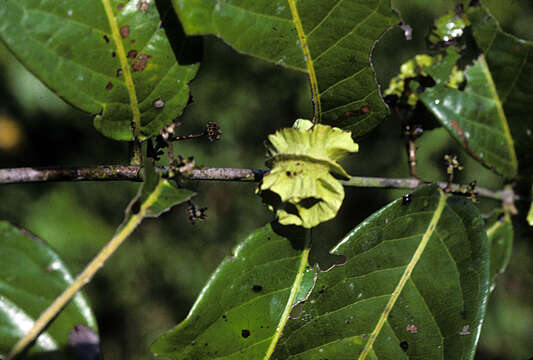 Image of Diplopterys pauciflora (G. F. W. Meyer) Nied.