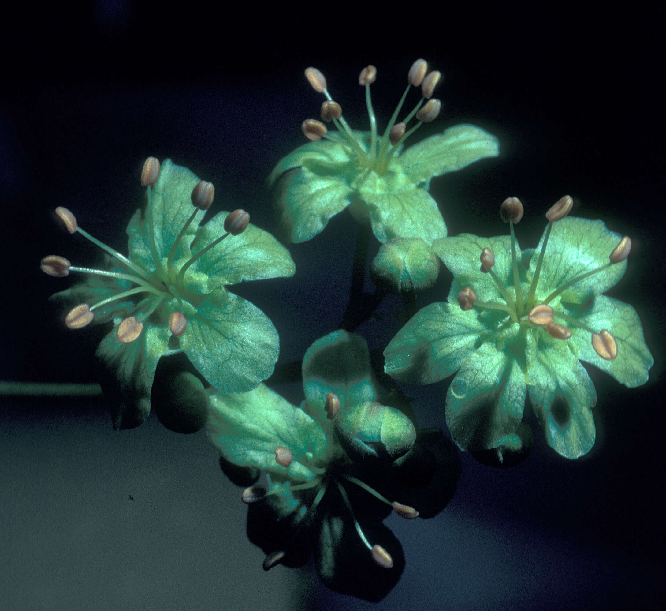 Image of Harpullia pendula Planch. ex F. Müll.