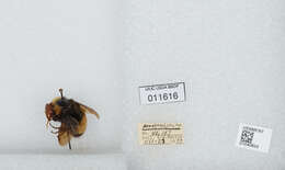 Image of Yellow-banded Bumblebee