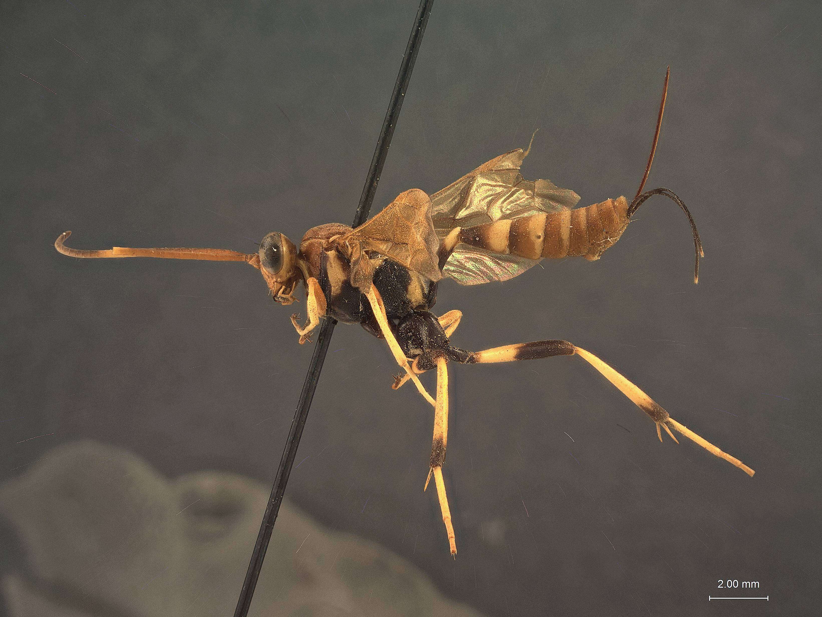 Image of Acroricnus tricolor Mitchell 1950