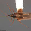 Image of Leptopharsa reflexa Froeschner 1989