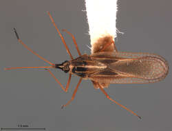 Image of Leptopharsa reflexa Froeschner 1989