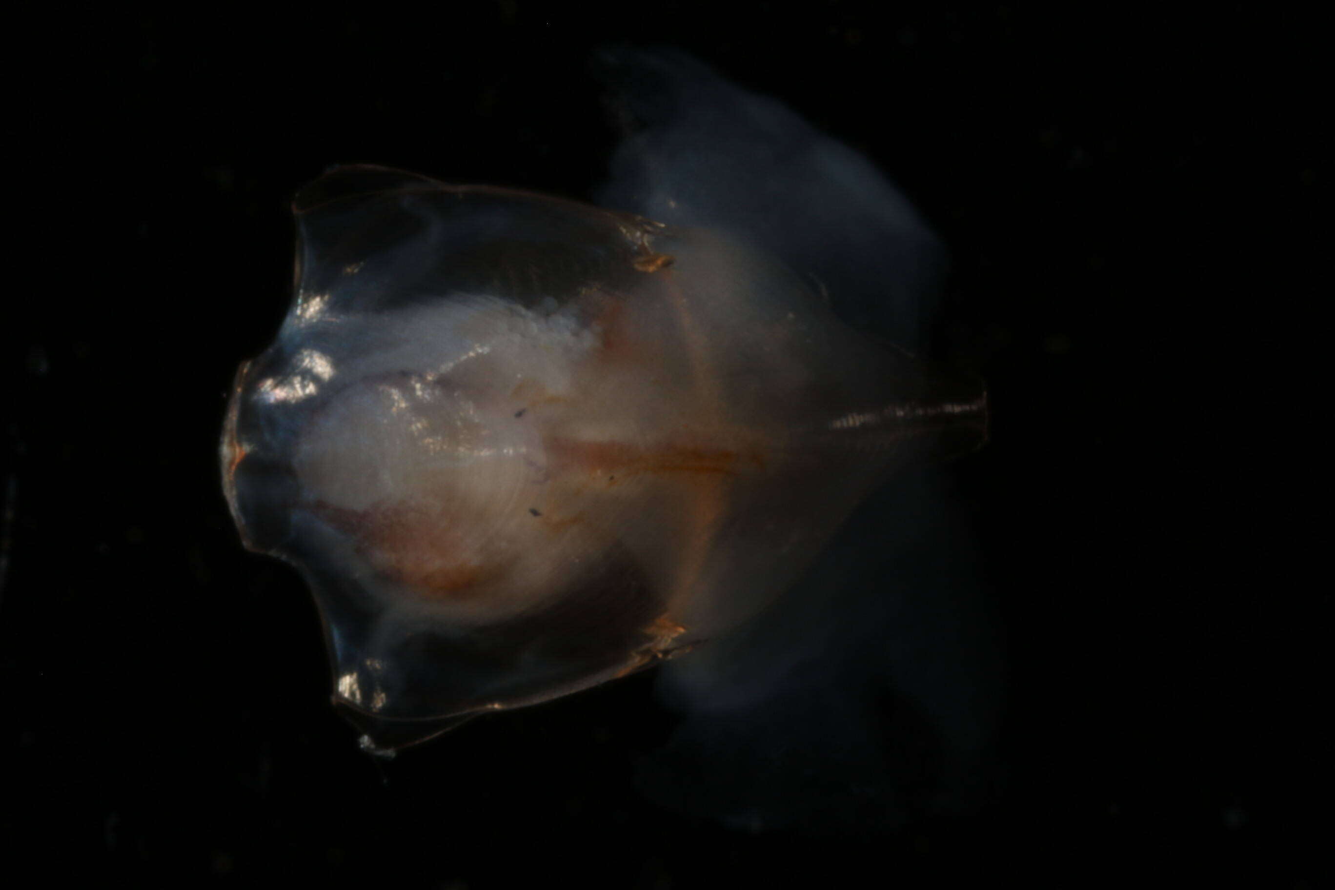 Image of Diacavolinia longirostris (Blainville 1821)