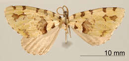 Image of Hydriomena prisca Schaus 1922