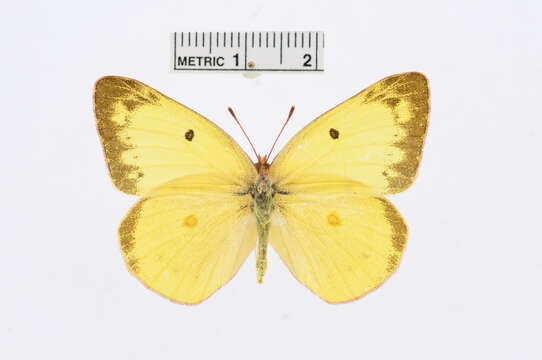 Image of Harford's Sulphur