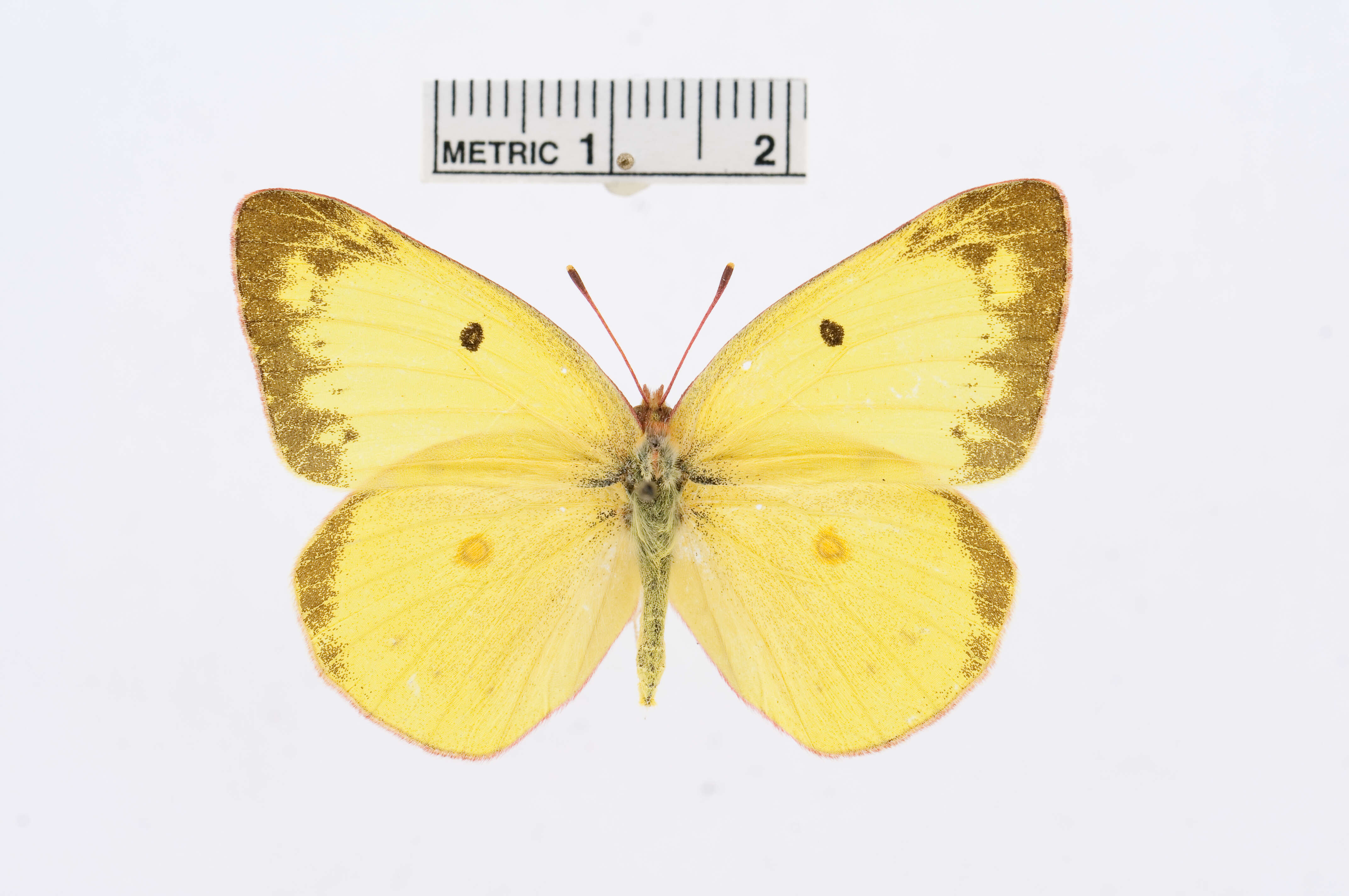 Image of Harford's Sulphur