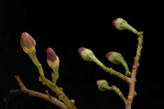 Image of Ipomoea populina House