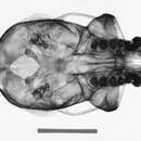 Слика од Hylobates abbotti Kloss 1929