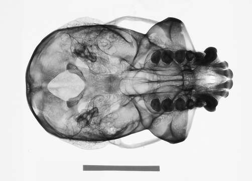 Слика од Hylobates abbotti Kloss 1929