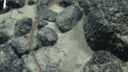 Image of Stichopathes spiessi Opresko & Genin 1990