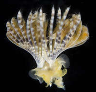 Image of Hard tube worm