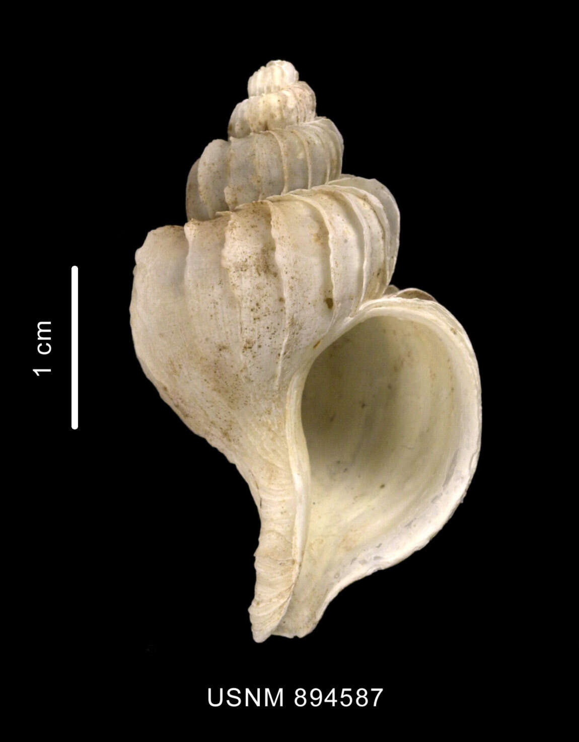 صورة Trophonella longstaffi (E. A. Smith 1907)