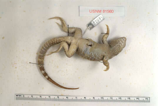 Sivun Leiocephalus punctatus Cochran 1931 kuva