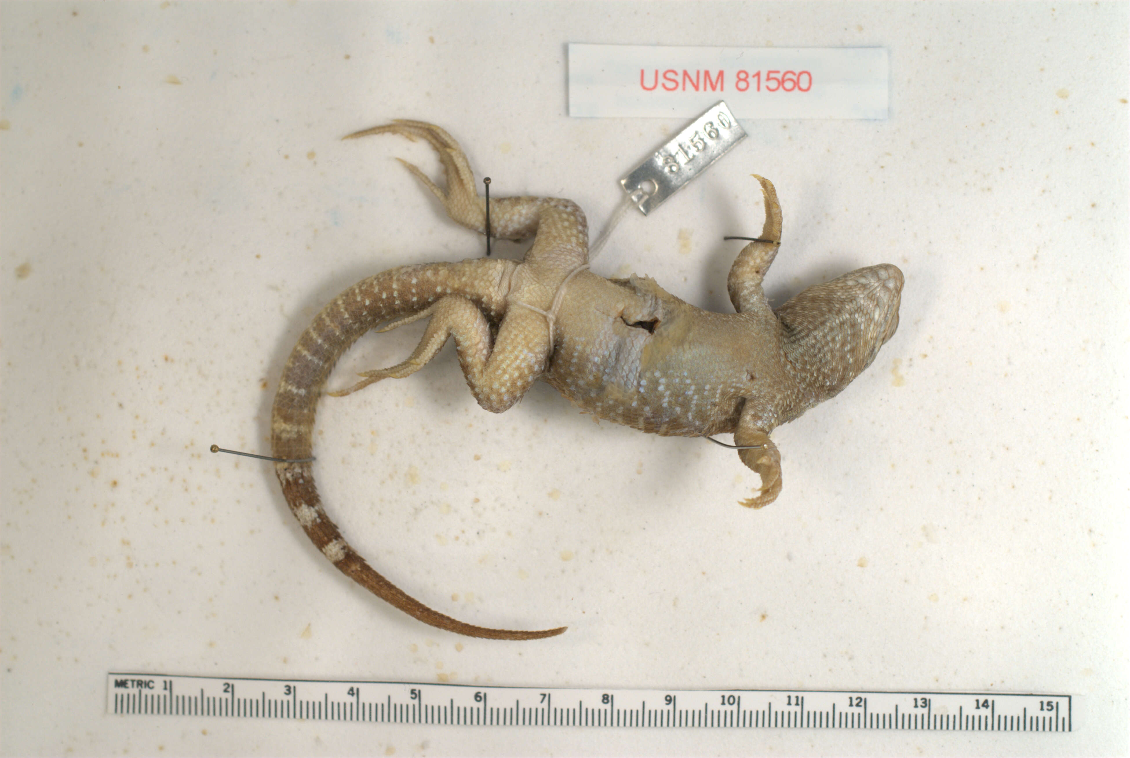 Image of Spotted Curlytail Lizard