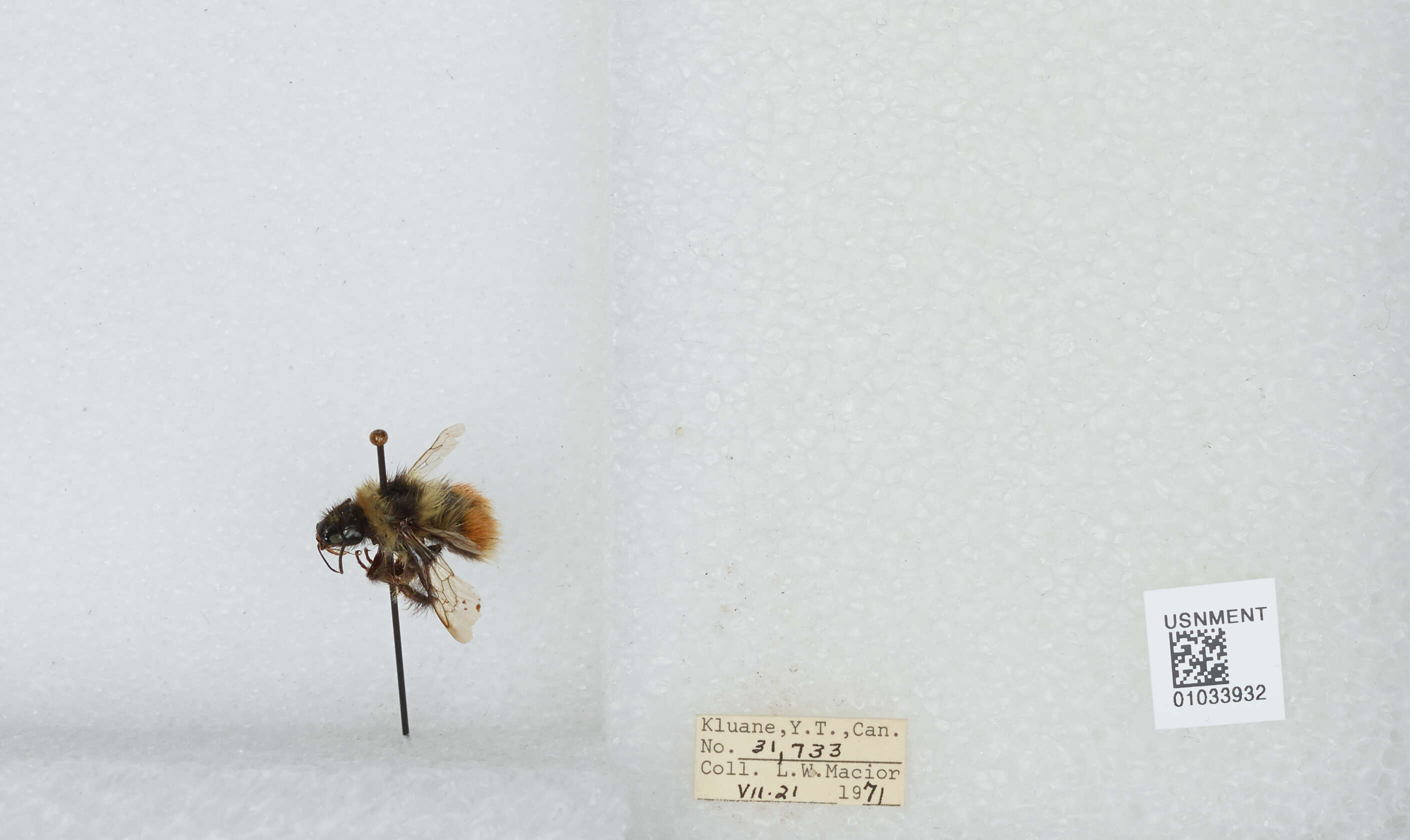 Image de Bombus sylvicola Kirby 1837