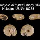 Image of <i>Macrocyclis hemphilli</i> Binney 1880