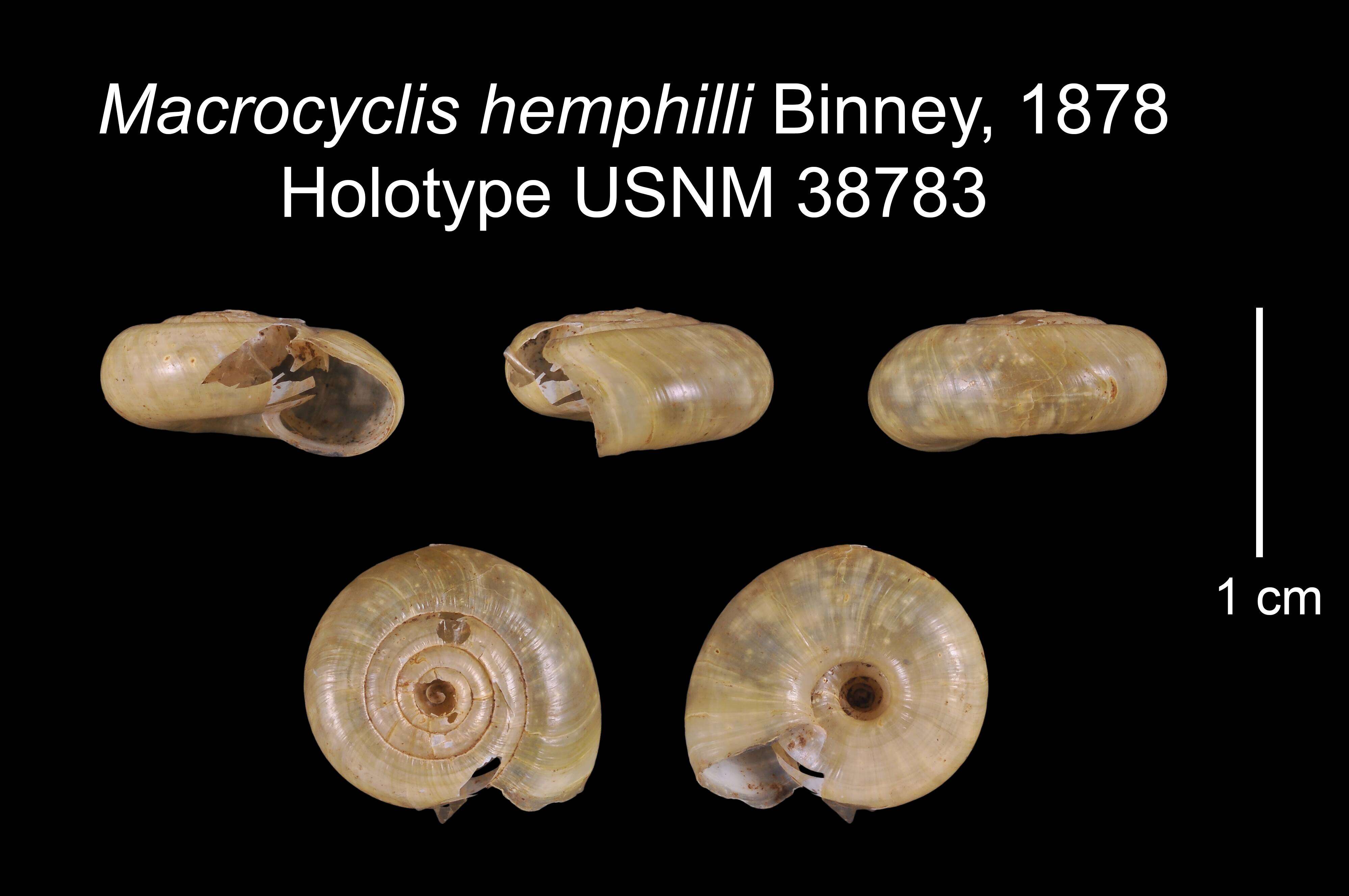 Image of <i>Macrocyclis hemphilli</i> Binney 1880