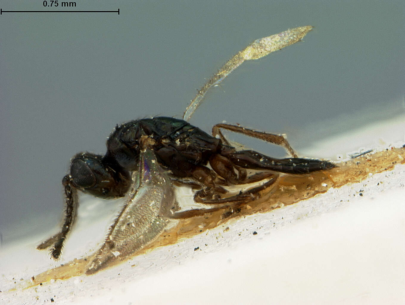 Image of Toxeuma affinis Ashmead 1901