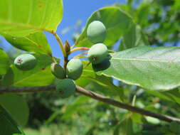 Image of Sour gum