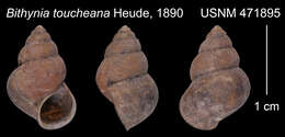 Image of <i>Bithynia toucheana</i> Heude