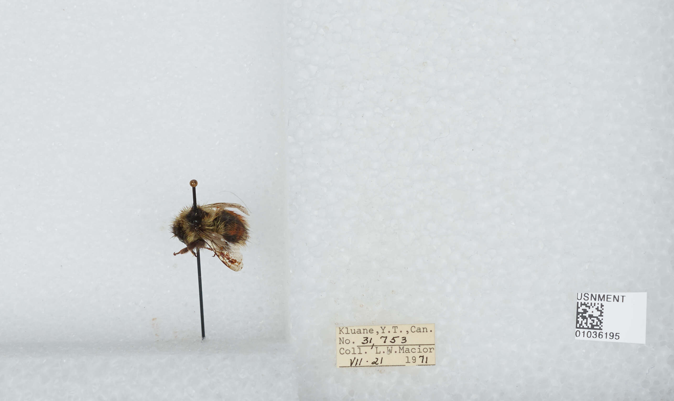 Image de Bombus sylvicola Kirby 1837