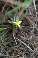 Image of Bristle-Seed Yellow Star-Grass