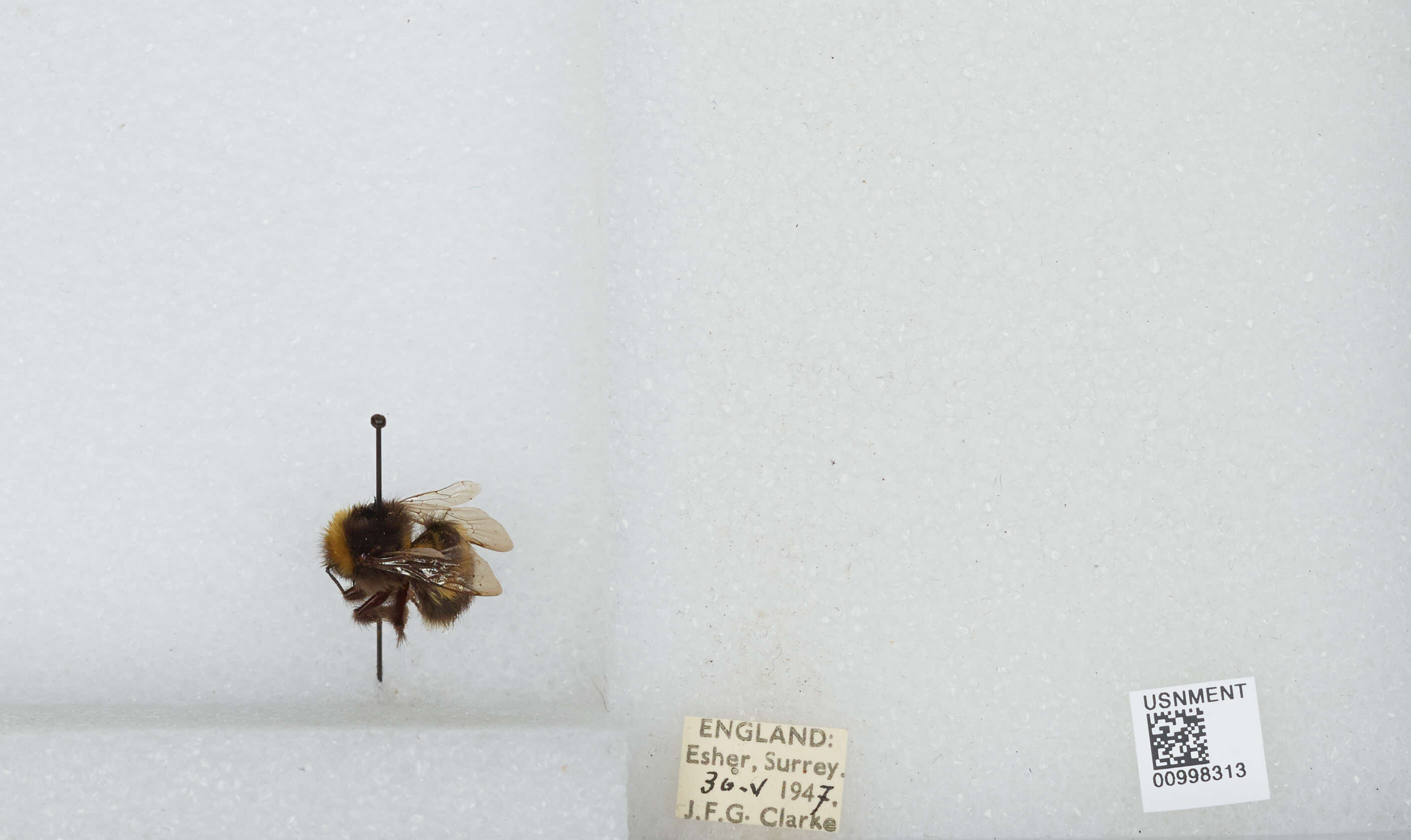 Image of White-tailed bumblebee