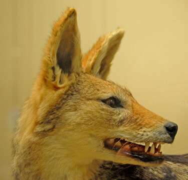 Image of Black-backed Jackal