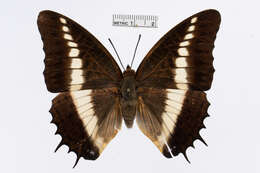 Image of Charaxes brutus