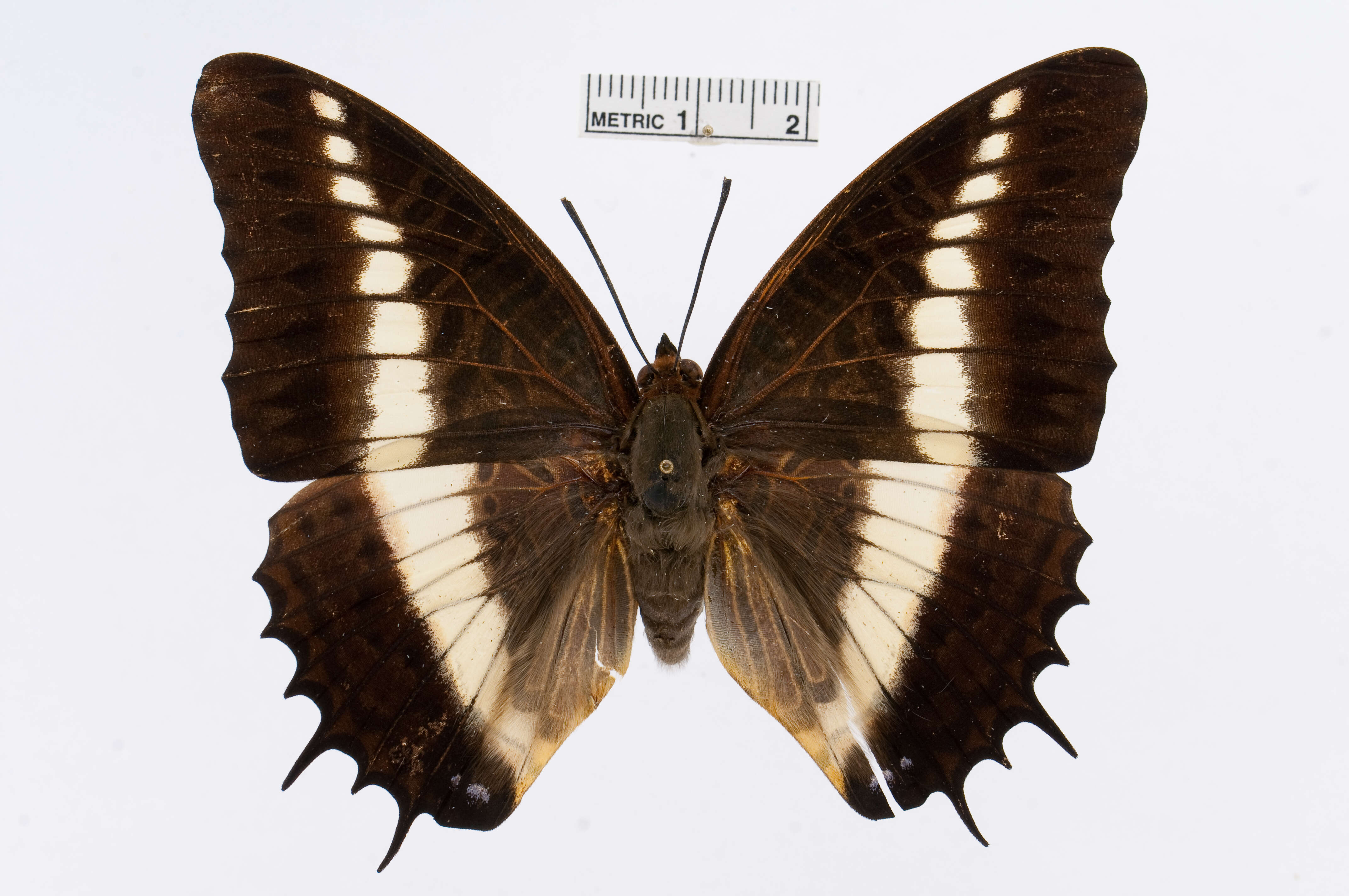 Image of Charaxes brutus