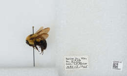 Image of Two-spotted Bumblebee