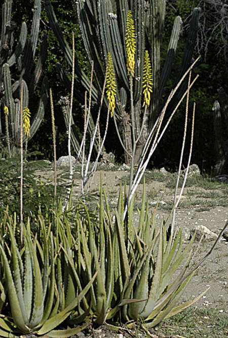 Imagem de Aloe vera (L.) Burm. fil.