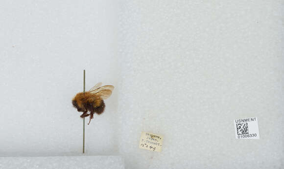 Image of Bombus hypnorum (Linnaeus 1758)