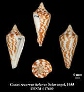 Image of Conus scalaris Valenciennes 1832