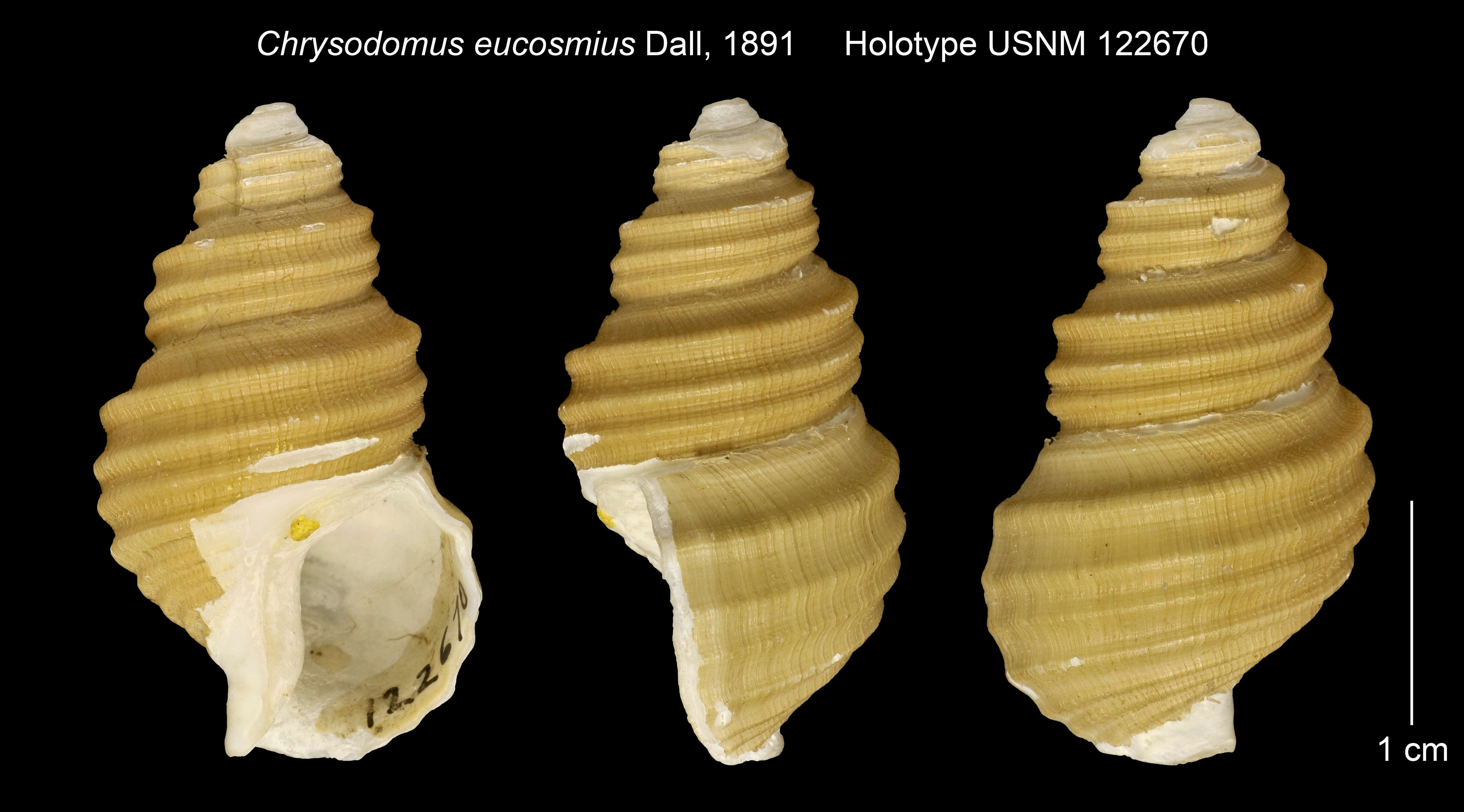 Plancia ëd Chrysodomus eucosmius Dall 1891