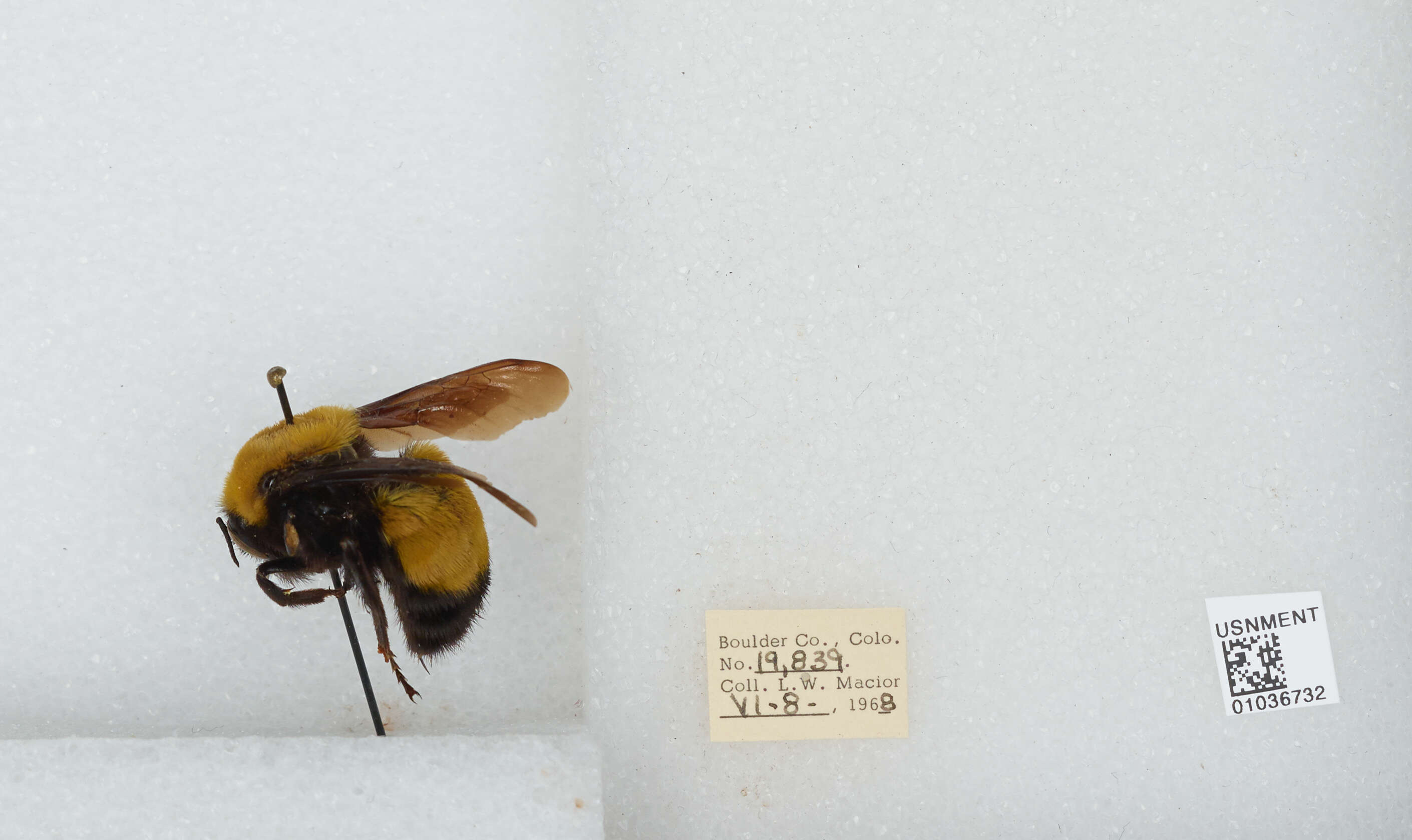 Image of Morrison Bumble Bee