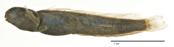 Image of Hypleurochilus loxias Jordan & Seale