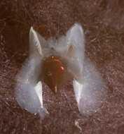 Image of Bonpland's squid