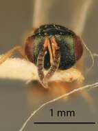 صورة Trichomalopsis tachinae (Gahan 1917)