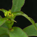 Image of Tradescantia Ruppius ex L.