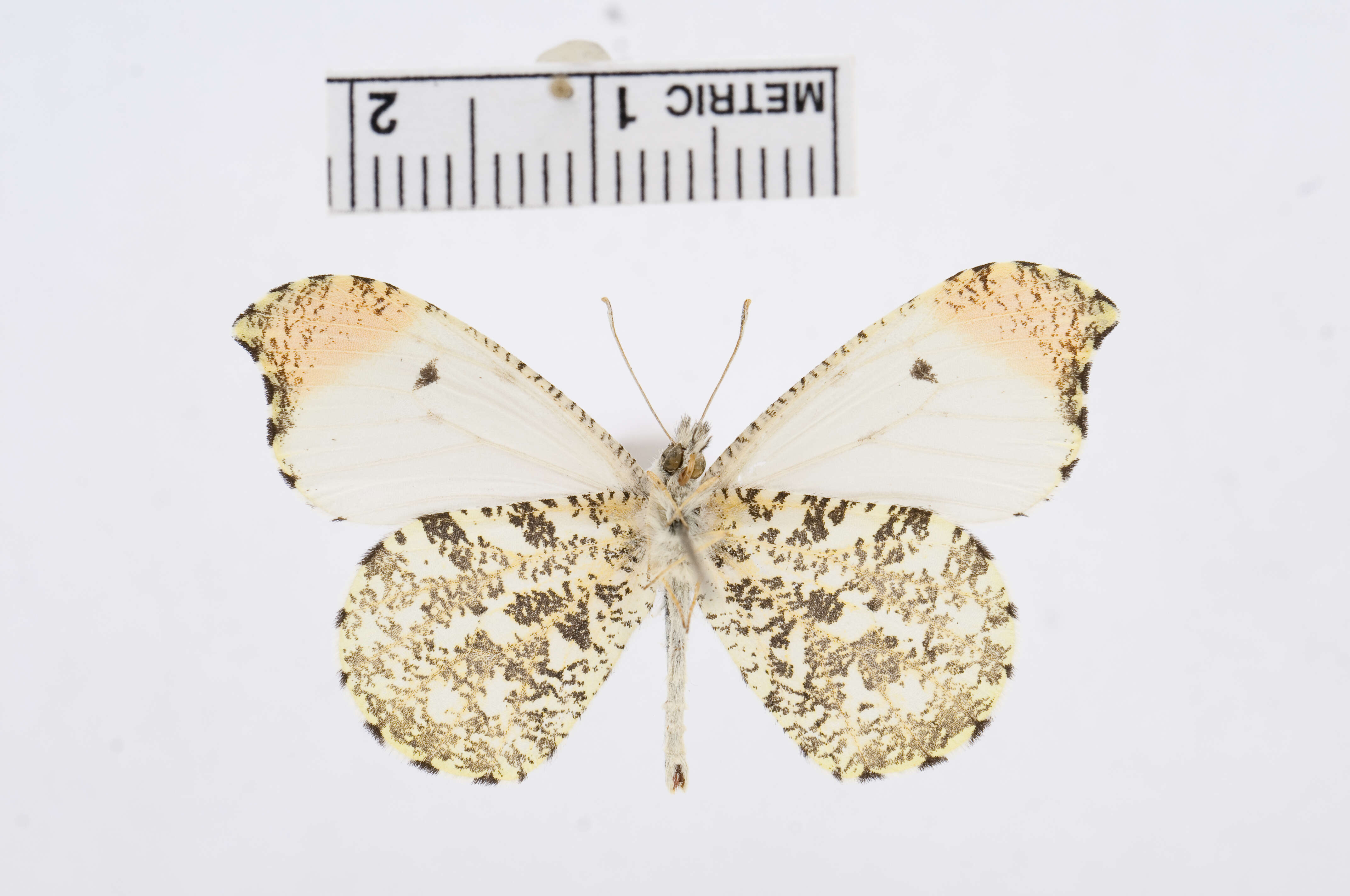 Image of Falcate Orangetip