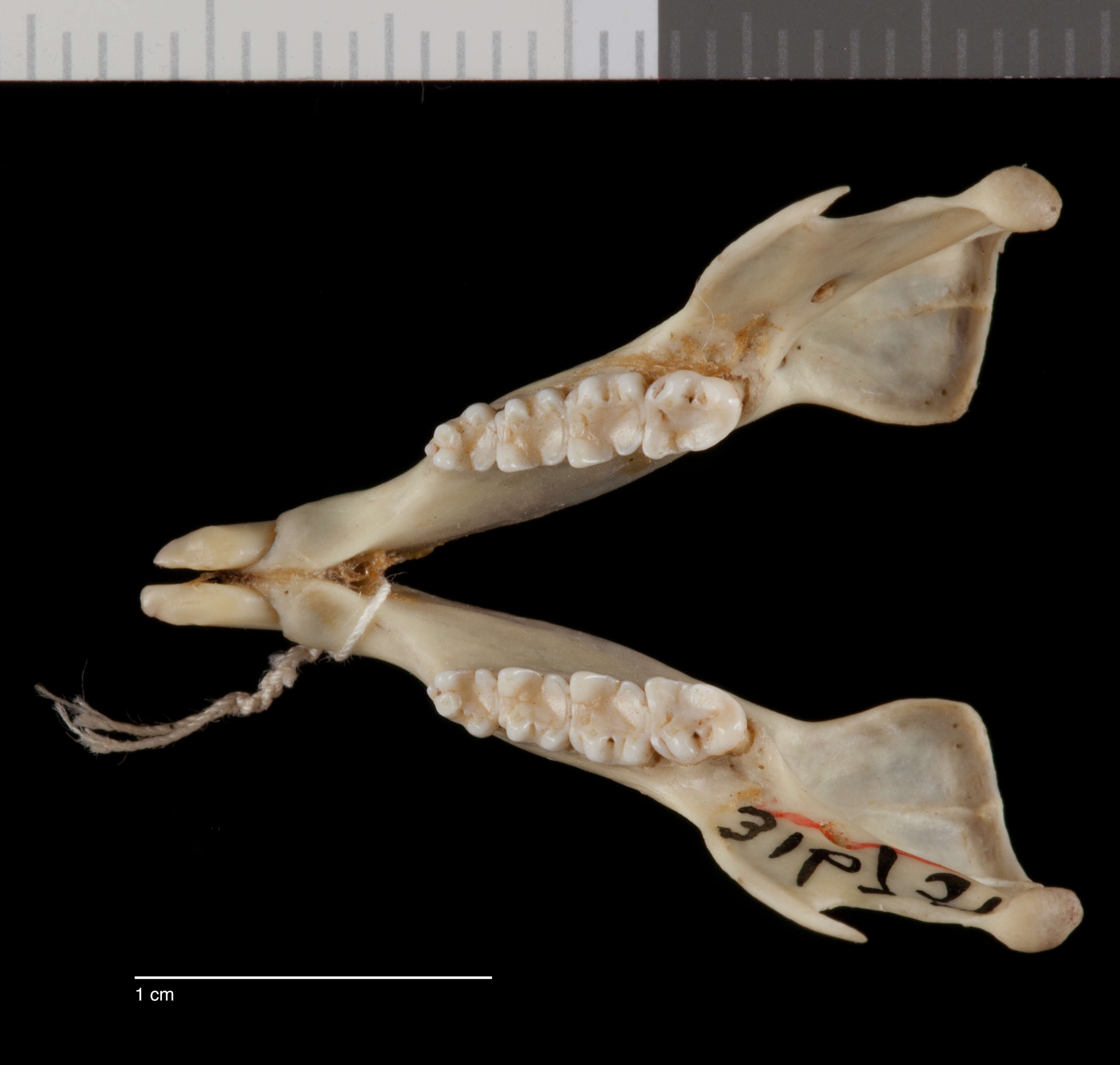 Image of Glaucomys sabrinus bangsi (Rhoads 1897)