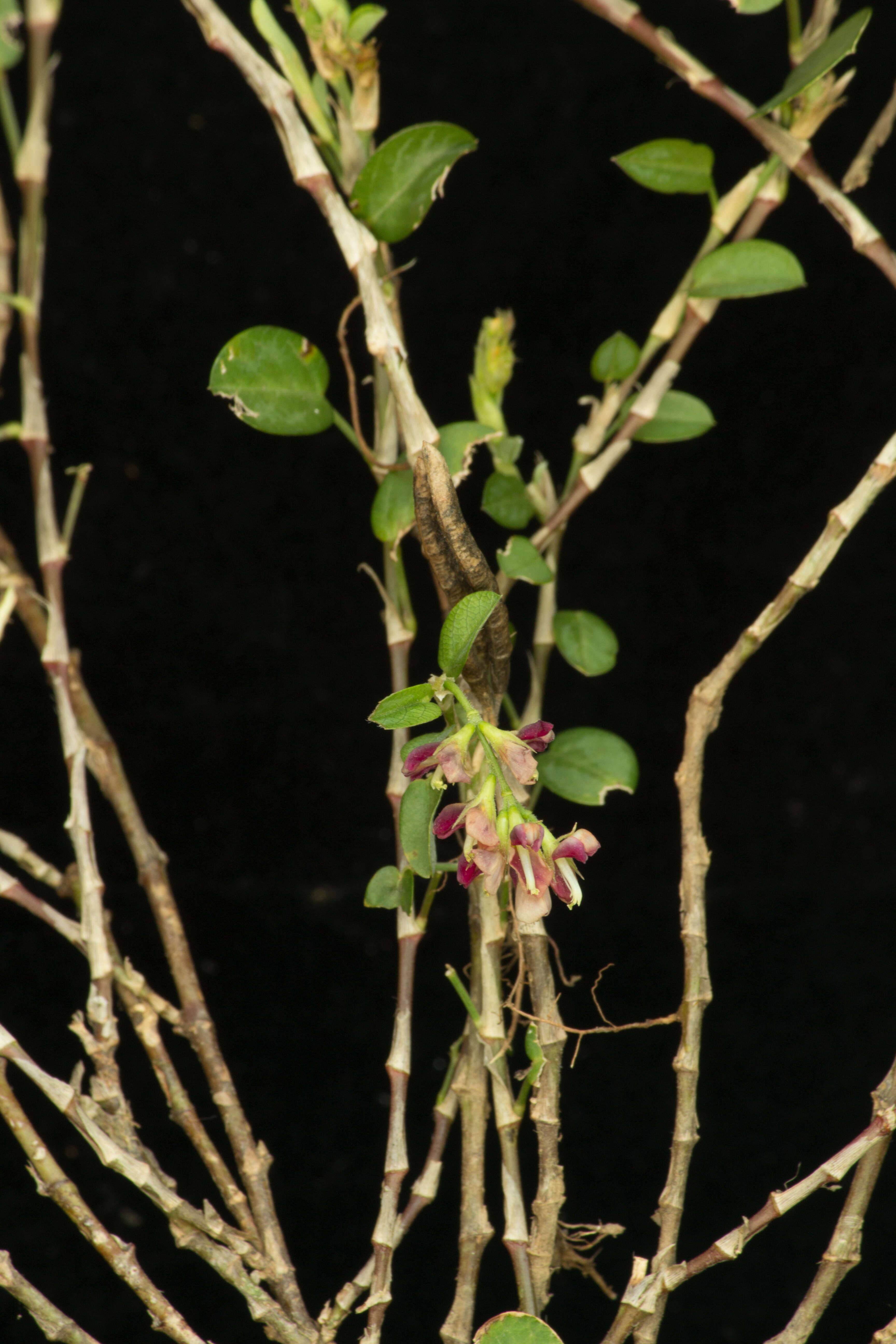 Image of white moneywort