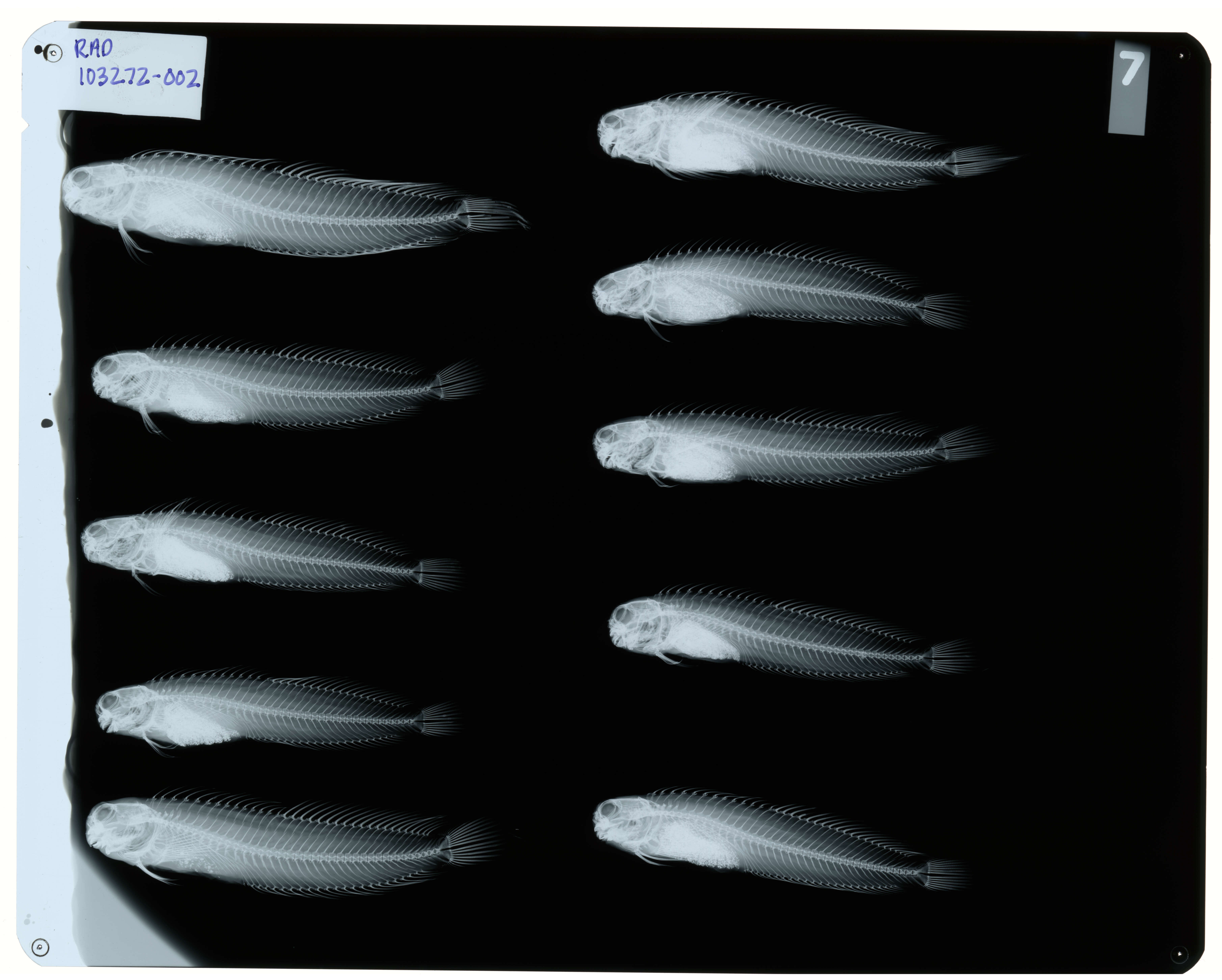 Image of Istiblennius edentulus (Forster & Schneider 1801)