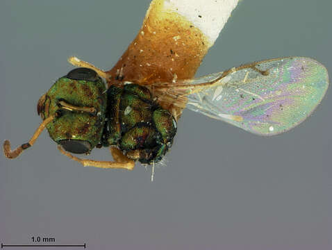 Image of Halticoptera aegeriae (Ashmead 1887)